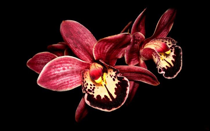 Отоплителен панел Орхидея