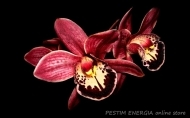 Infrared Panel InfraHEAT Black Glass - Picture 'Orchid'